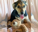 Small #5 Labrador Retriever Mix