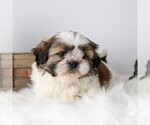 Small #1 Shih Tzu