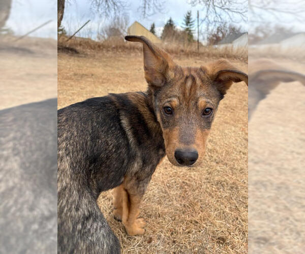 Medium Photo #9 Mutt Puppy For Sale in Lakewood, CO, USA