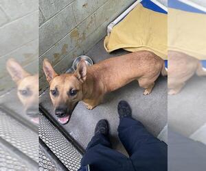 Shepradors Dogs for adoption in Stockton, CA, USA