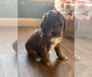 Goldendoodle (Miniature) Puppy for sale in SAINT MARYS, KS, USA
