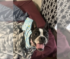 Mother of the Boston Terrier puppies born on 04/20/2025