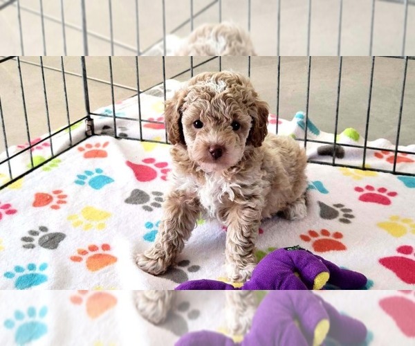 Medium Photo #1 Cock-A-Poo-Poodle (Miniature) Mix Puppy For Sale in ORO VALLEY, AZ, USA