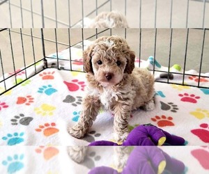 Cock-A-Poo-Poodle (Miniature) Mix Puppy for sale in ORO VALLEY, AZ, USA