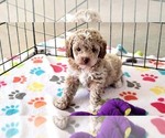Small Cock-A-Poo-Poodle (Miniature) Mix