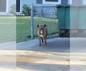 American Staffordshire Terrier Dogs for adoption in San Antonio, TX, USA