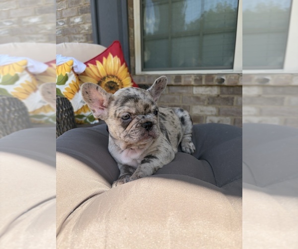 Medium Photo #4 French Bulldog Puppy For Sale in SNELLVILLE, GA, USA