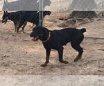 Small #2 Rottweiler