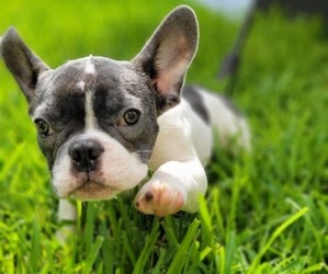 French Bulldog Puppy for sale in SAINT AUGUSTINE, FL, USA