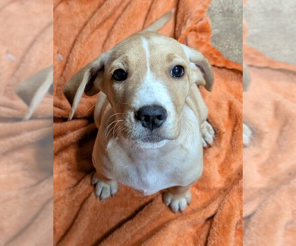 Medium Photo #1 Labrador Retriever Puppy For Sale in Southbury, CT, USA