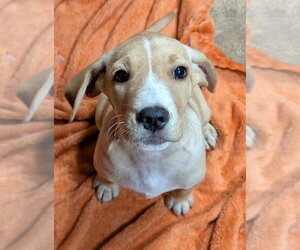 Labrador Retriever Dogs for adoption in Southbury, CT, USA