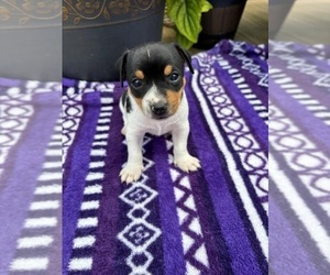 Rat Terrier Puppy for sale in TAMPICO, IL, USA