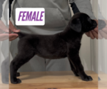 Puppy Vex Cane Corso
