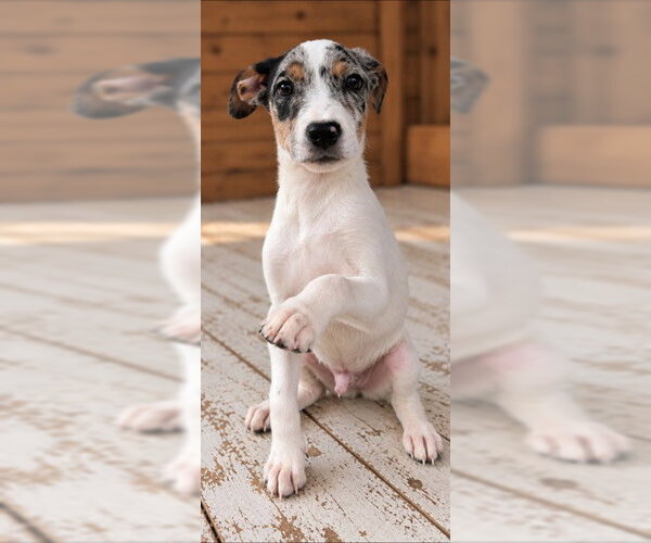 Medium Photo #2 Australian Shepherd-Unknown Mix Puppy For Sale in Southbury, CT, USA
