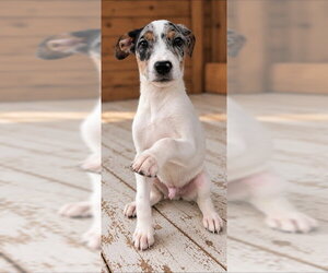 Uncle Henry Oz ~ meet me! - Male Australian Shepherd-Unknown Mix Dog for Adoption - Photo #2
