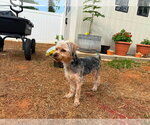 Small #1 Silky Terrier Mix