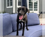 Small Photo #4 Mutt Puppy For Sale in Morganville, NJ, USA