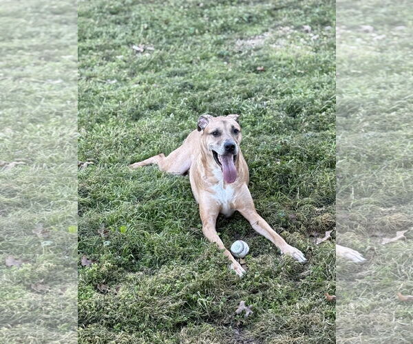 Medium Photo #4 German Shepherd Dog-Great Dane Mix Puppy For Sale in Dallas, TX, USA