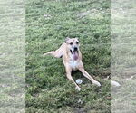 Small #3 German Shepherd Dog-Great Dane Mix