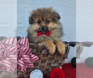 Pomeranian Puppy for sale in INDIANAPOLIS, IN, USA