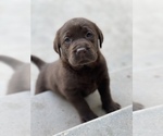 Small Photo #9 Labrador Retriever Puppy For Sale in MADERA, CA, USA