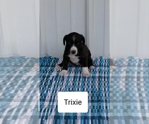 Mountain Cur Puppy for sale in CLARKRANGE, TN, USA