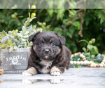 Puppy Eliza Miniature Australian Shepherd