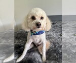 Small #1 Poodle (Miniature)