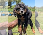 Small Photo #10 Bernedoodle (Miniature) Puppy For Sale in SACRAMENTO, CA, USA