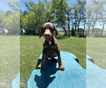 Small #13 Doberman Pinscher