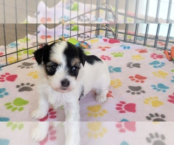 Medium Photo #3 Havanese Puppy For Sale in ORO VALLEY, AZ, USA