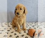 Small Photo #3 Goldendoodle Puppy For Sale in EDINA, MO, USA