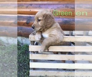 Golden Retriever Puppy for sale in BACKUS, MN, USA