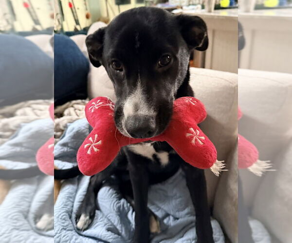 Medium Photo #11 Mutt Puppy For Sale in Oak Bluffs, MA, USA