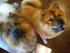 Small Photo #14 Chow Chow Puppy For Sale in DECATUR, IL, USA