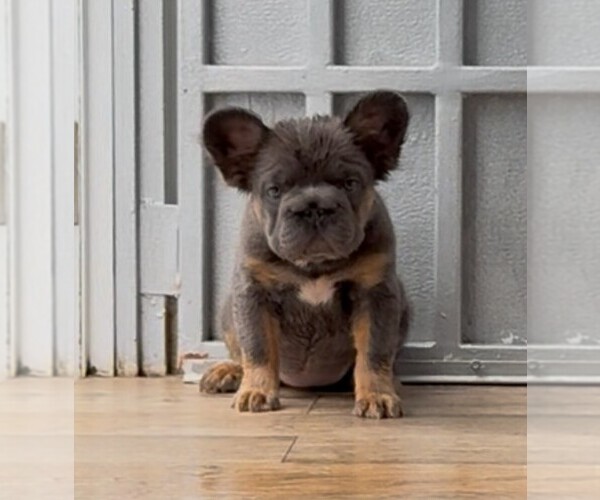 Medium Photo #1 French Bulldog Puppy For Sale in MIAMI, FL, USA