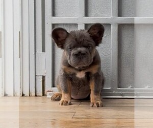 French Bulldog Puppy for sale in MIAMI, FL, USA
