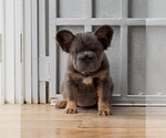 Small French Bulldog