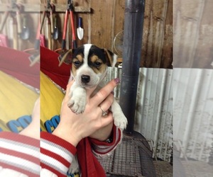Jack Russell Terrier Puppy for sale in HURDLAND, MO, USA