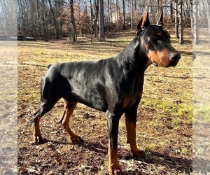 Father of the Doberman Pinscher puppies born on 01/09/2024