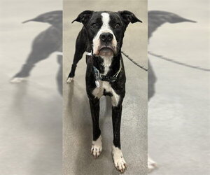 Presa Canario Dogs for adoption in Forestville, MD, USA