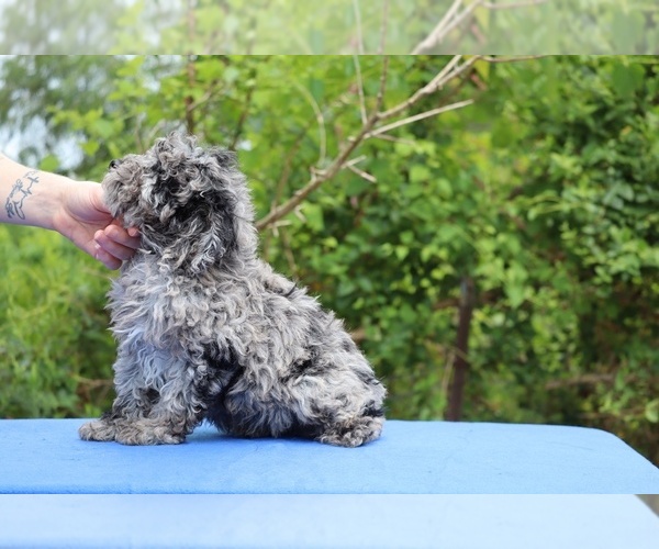 Medium Photo #10 Poodle (Toy) Puppy For Sale in DYERSBURG, TN, USA