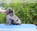 Small #9 Poodle (Toy)