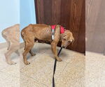 Small #4 Golden Labrador