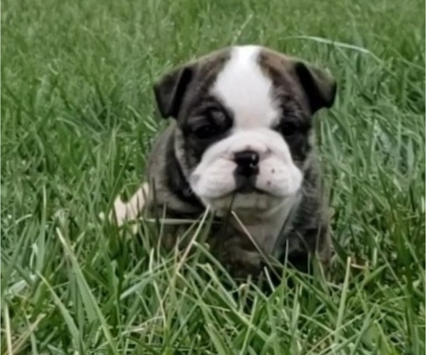 Medium Photo #2 Bulldog Puppy For Sale in SPRINGFIELD, MO, USA