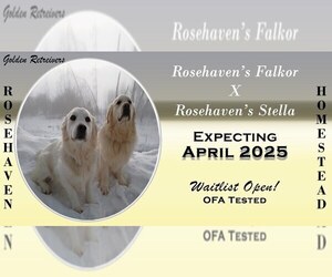 English Cream Golden Retriever Puppy for sale in EVERETT, WA, USA