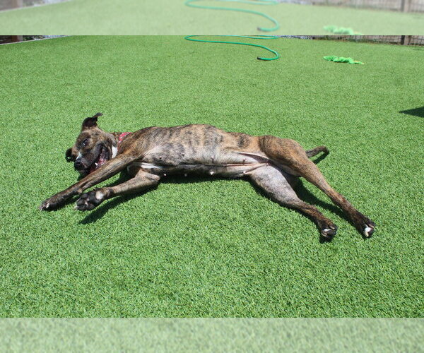 Medium Photo #4 Boxer-Unknown Mix Puppy For Sale in Chestertown, MD, USA