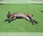 Small #3 Boxer Mix