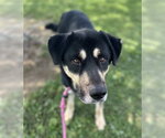 Small #3 Siberian Husky Mix