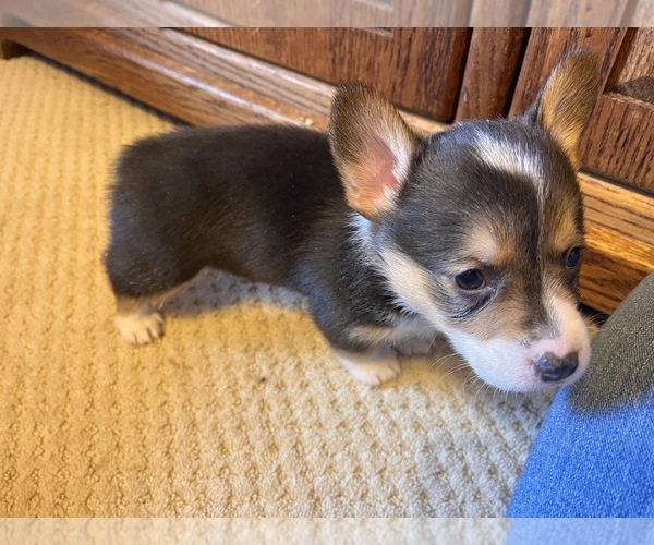 Medium Photo #2 Pembroke Welsh Corgi Puppy For Sale in ROCKFORD, IL, USA